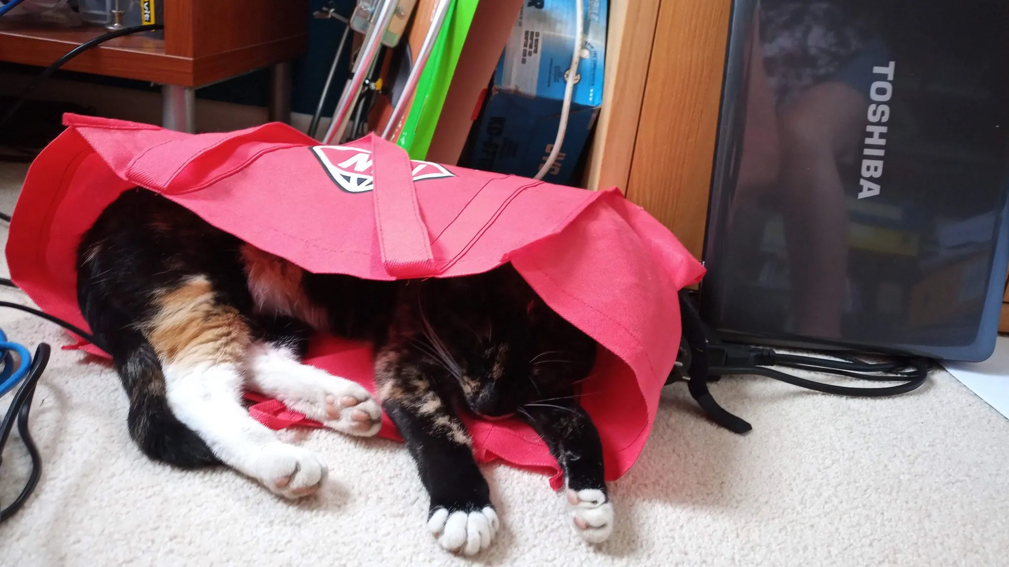 K21.2 ferne in shopping bag in office (2)